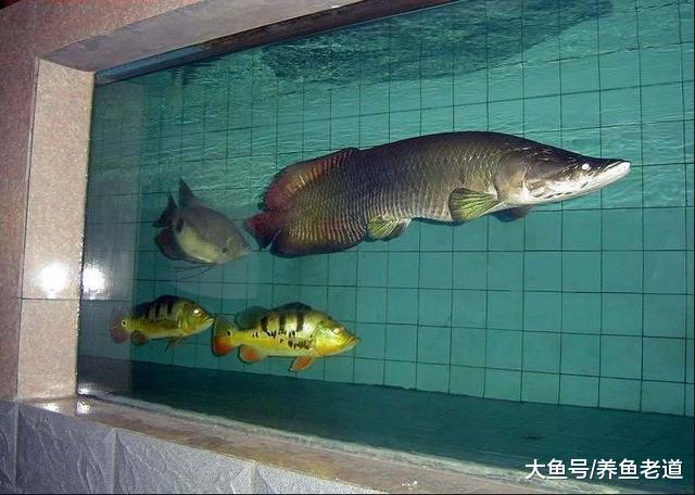 飼養普通觀賞魚并不是越沒錢還要越折騰，這幾種濾材足夠用！
