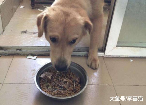 辟谣，狗粮夏季不可随意存放，储存方式错误将最终影响爱犬健康