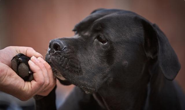 拉布拉多犬不是人人都适合养, 这5类人, 请你绕道!