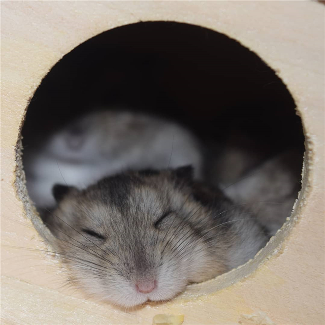 仓鼠并非不想剪指甲，只要主人操作规范，鼠鼠就不会闹脾气了