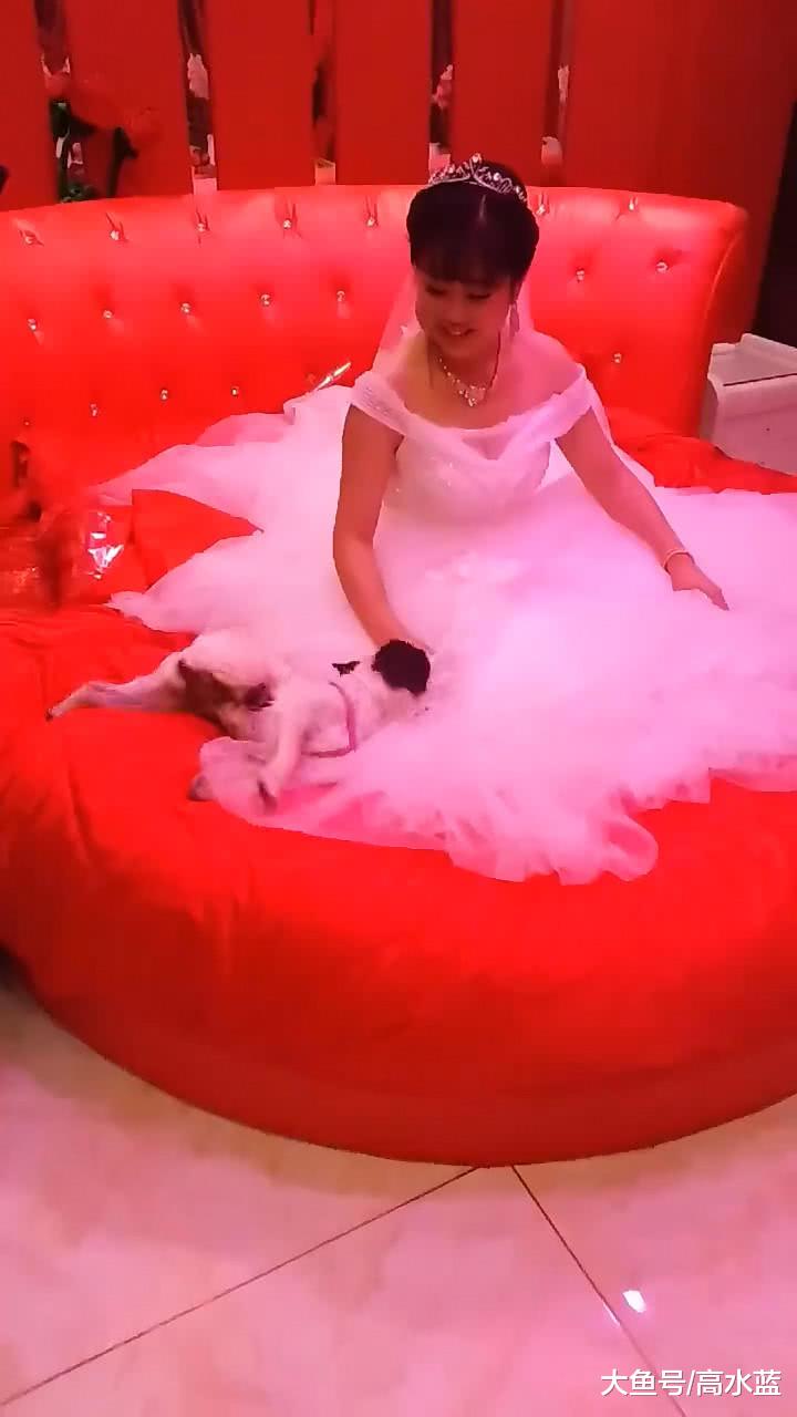 狗狗见女主人要出嫁，一个劲的躺婚纱上耍赖，主人看得泪目