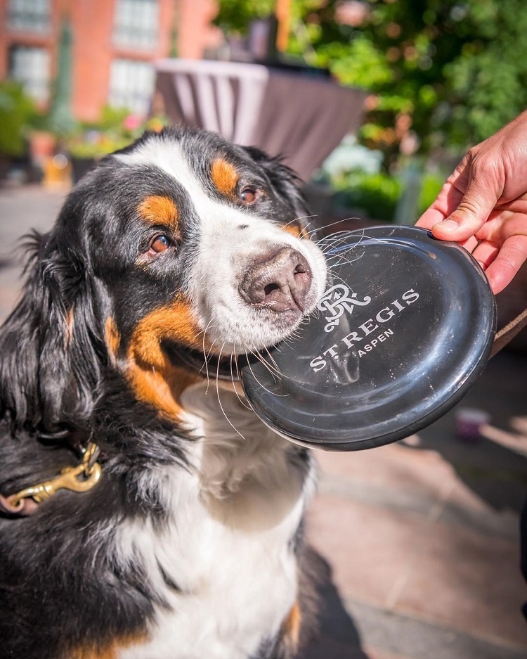 毛茸茸的狗子做酒店大堂经理，它专职拥抱顾客：欢迎光临哦！
