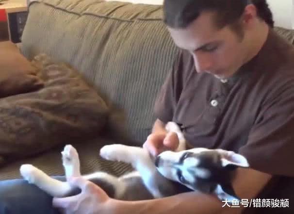 主人想哄小二哈睡觉，二哈大吼：家都没拆完睡什么睡！