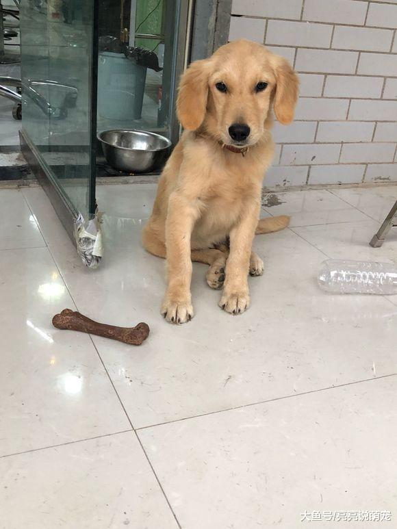 金毛找网友要中秋节礼物，结果被臭骂一顿，还得被罚站