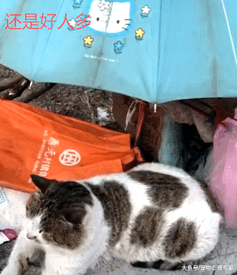 小区业主纷纷动手, 给流浪猫搭了个“豪华”猫窝, 虽丑却温暖