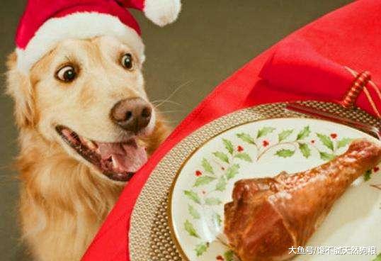 养金毛犬有什么好处？5大好处，让你从此爱上它！