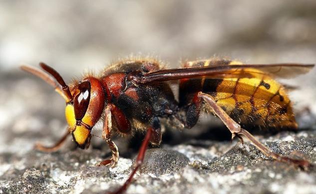 猫咪最怕的5种小动物，都是不起眼的物种，猫咪却会敬而远之