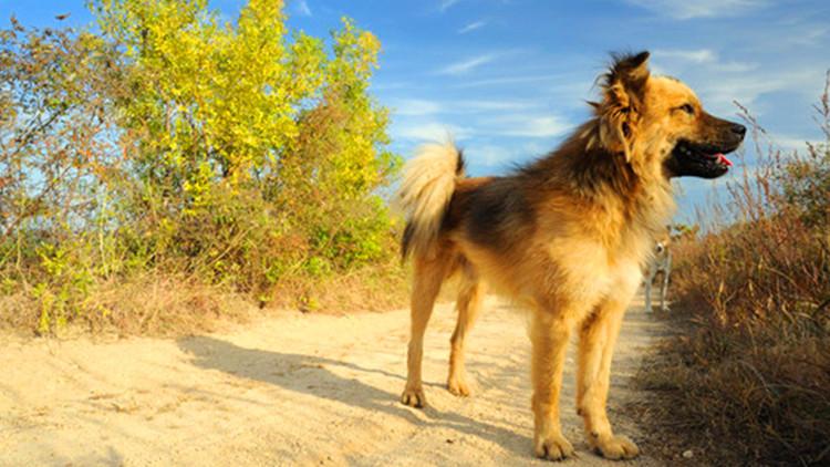 中华田园犬, 一个不应该被我们遗弃的犬种