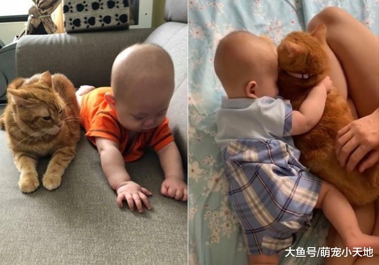 2岁橘猫帮忙哄小孩用肉掌拍背超温柔，超有爱画面让人全融化