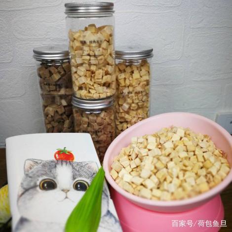 貓越養越胖怎么辦？！別猶豫，用這幾招帶貓咪減肥！
