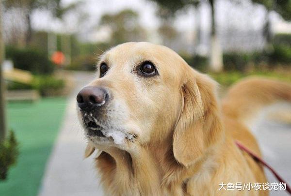 贵州最严格养狗新规，宠物狗伤人最高可罚款3万元人民币