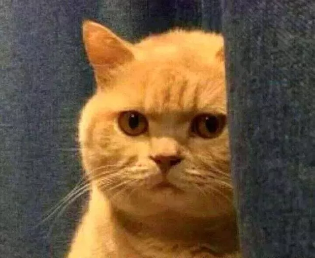 橘猫居然是一只披着猫皮的猪，它们的体型让人惊呆了！
