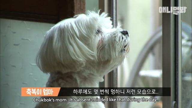 申請狗狗記掛去世好友，每天都嗅著老舊衣服，沉迷悲傷頹廢度日