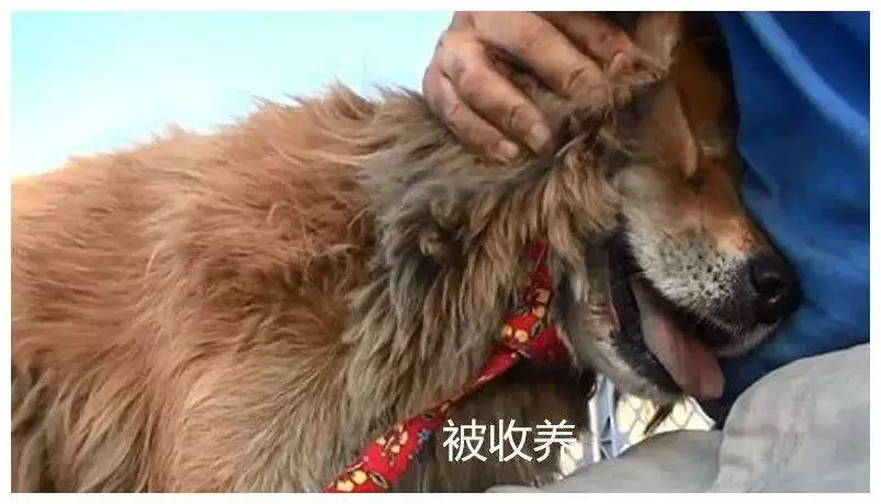 流浪狗等候10年，风雨不变坚守在此，现实版忠犬八公令人动容