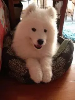 萨摩宝宝可以说是狗中颜霸了，据说每个想养狗的人都对它动过心！