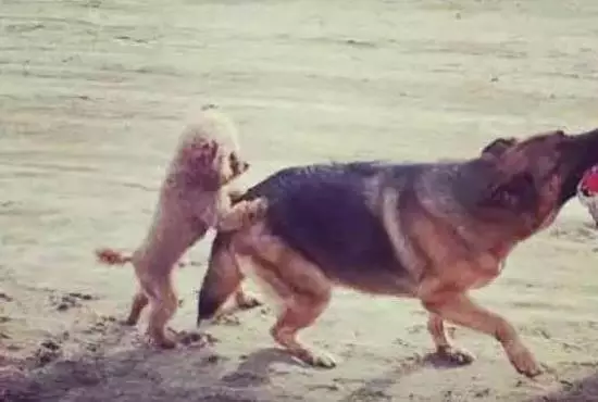 泰迪为啥要日天日地日万物，背后的原因却让人心酸...