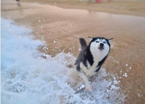 “狗狗都会游泳”这句话真是要狗命，这些狗狗根本不适合游泳