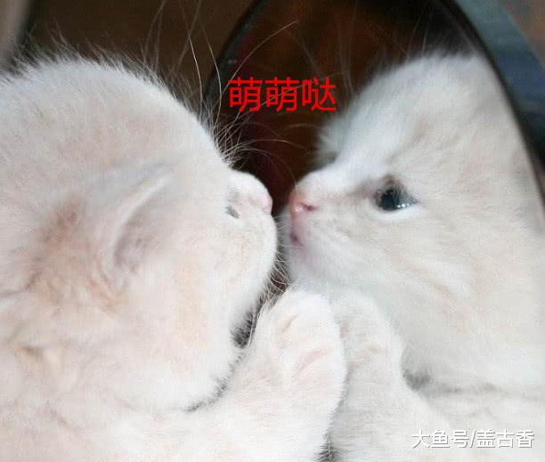 奶奶养的猫和狗，体重差距特大，网友忍不住笑出声来：这还是猫吗？