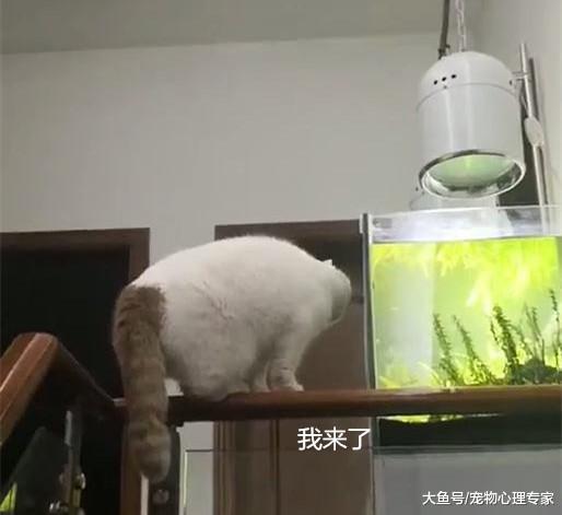 主人刚买了鱼缸，猫咪立马冲上去，还没来得及阻止就发生意外
