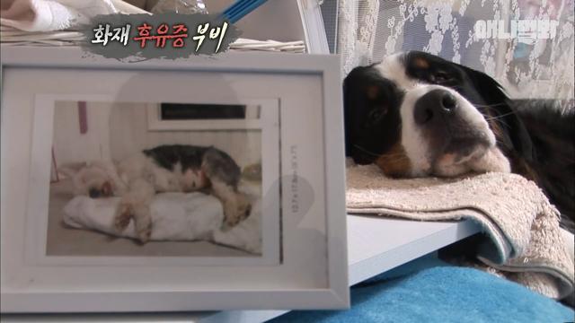 狗狗目睹朋友被燒死，一年后仍沉浸在悲傷當中，主人助它走出傷痛