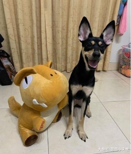 吃药当吃糖！四眼汪见4粒药丸秒嗑光，网友赞：犬界最强技能