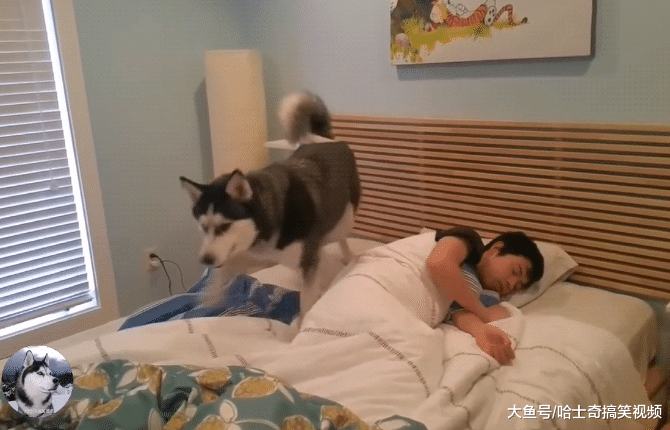 女主人让二哈去叫男友，没想到半天不见人，汪：躺着真舒服