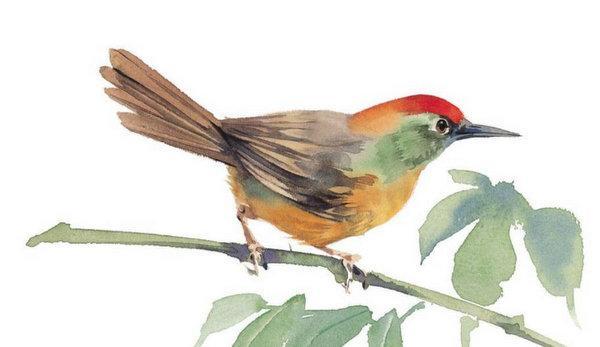 地球上10大叫声最好听的鸟, 夜莺榜首, 金丝雀第二, 你喜欢听吗?