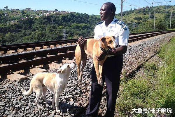两只狗狗想不开“卧轨自杀”？民警上前拦阻，知道实情后眼眶湿了