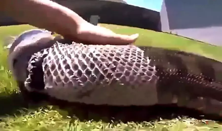 家養蟒蛇蛻皮，主人眼看很是心疼，緊接著的做法讓人汗毛直立