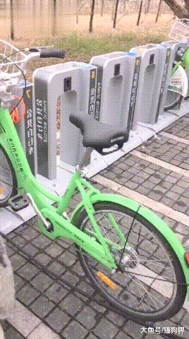 共享自行车桩锁着一条二哈, 二哈: 我把车拆了, 你们把我当车骑吧