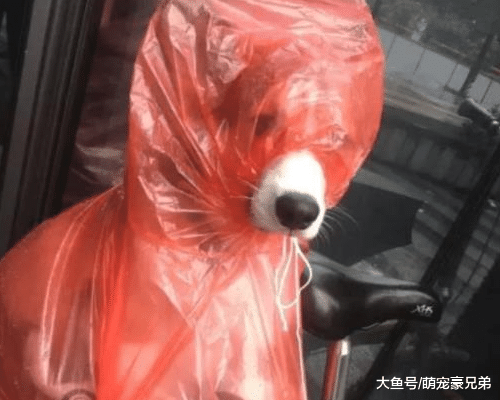 看到自行车上有只狗，却被袋子包的严严的，走进一看让人笑喷