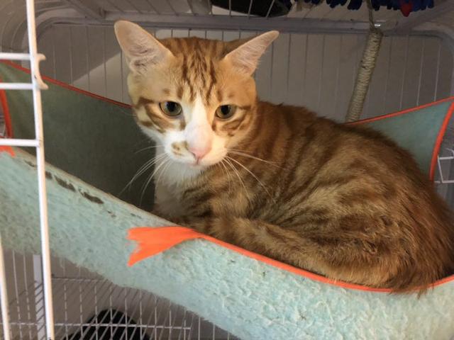 厦门福建光电大厦寻找走失公橘猫