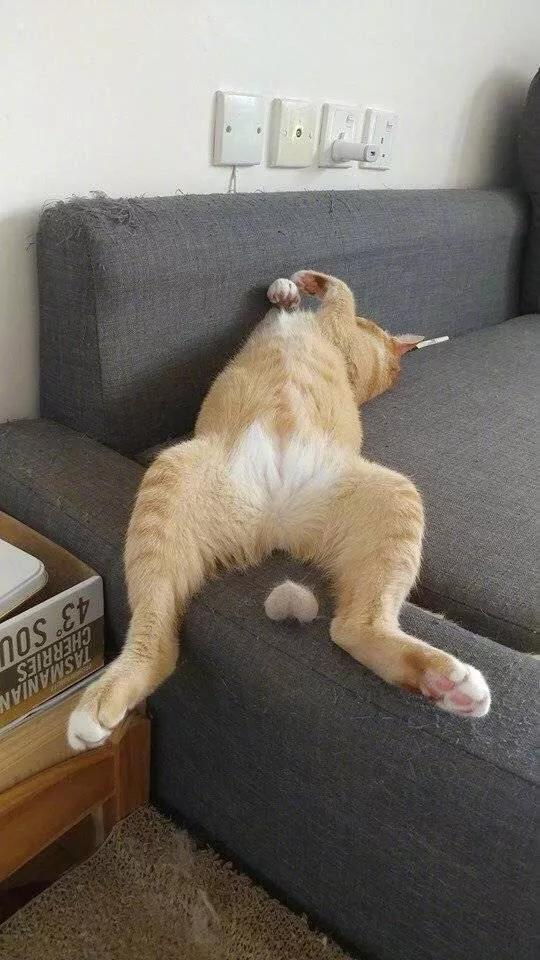 一招教你如何溜懒猫，亲测有效
