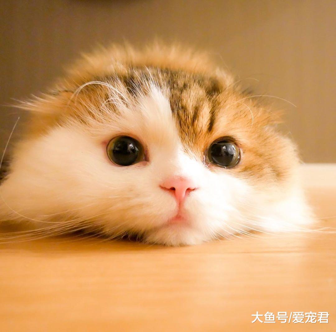 即使养在“深闺”中，猫咪也是有可能染上跳蚤的哦，该如何应对呢