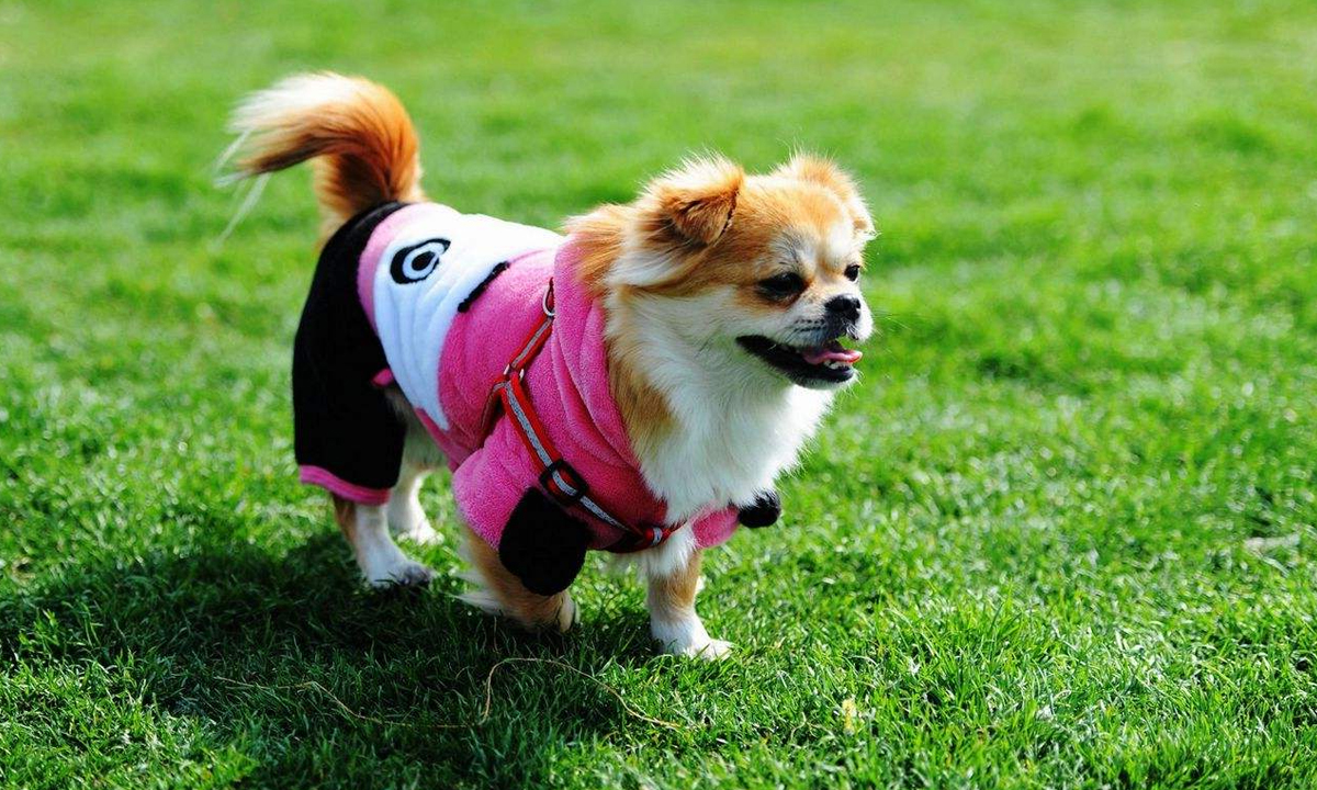 “狗如其主”不是一句玩笑话，为什么有些狗会跟它的主人很像？