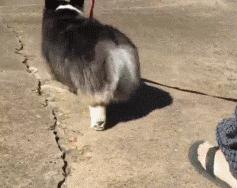 爆笑GIF 美女去玉米地干啥去？玉米苞都还没长呢！