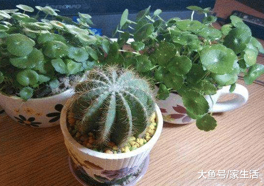 家里万万别摆放这3物, 除非你想夫妻关系不好, 聪明人都避开了