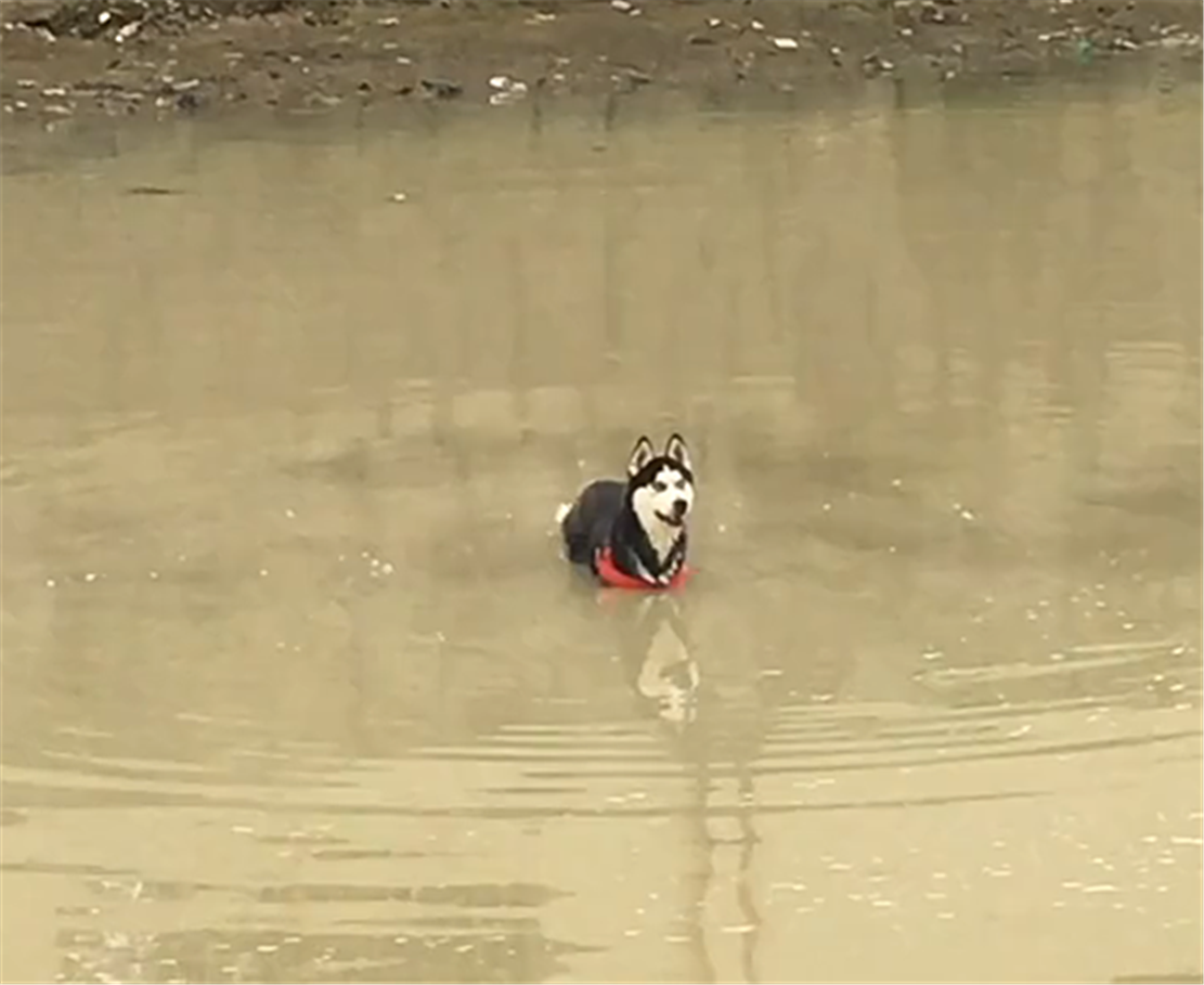 哈士奇在河边放飞自我，滚满身泥还要下河玩水，网友：不能要了…