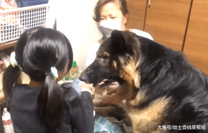 德牧想用足球换玩偶，结果换不成还生气了，谁还不是宝宝呢