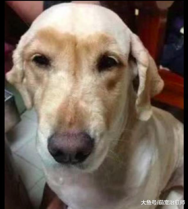 主人给金毛剃了毛发后, 结果它变成了秃顶的拉布拉多, 原谅我笑了