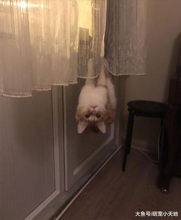 面露凶光！２４张具有威胁感的动物，可爱的你们去哪了？！