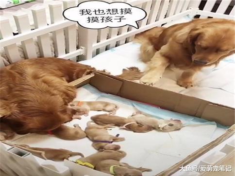 金毛生了十一只小奶狗, 狗爸只能看不敢摸, 网友: 这爹当得好憋屈