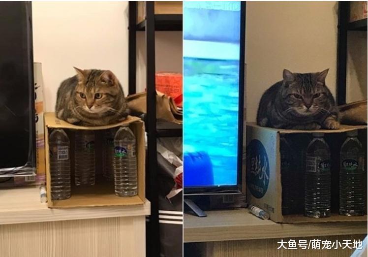4瓶水稳撑4KG，猫咪折手手征收纸箱，主人好渴抖玩叠叠乐
