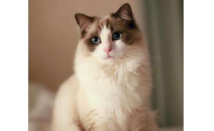 世界十大萌宠排行榜！猫咪最受宠，哈士奇上榜