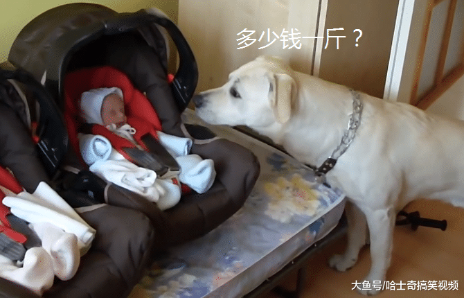 女主人生了双胞胎回家，狗狗有点懵了，出门几天就买了这俩？