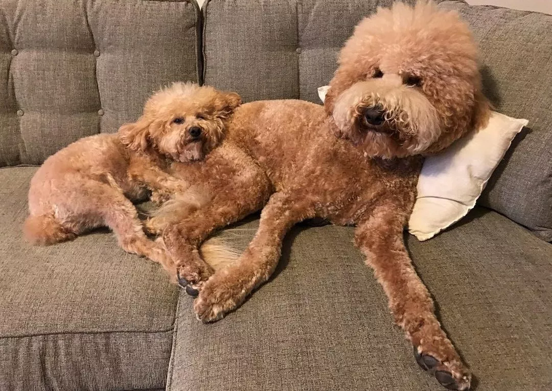 小哥买了一对双胞胎贵宾，但半年后他傻眼了，这差距也太大了！