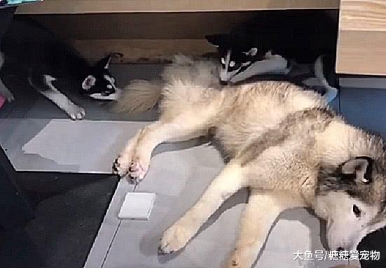 二哈当爸后反被儿子拆，主人：当年你就是这么对我的家具的，活该