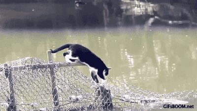 橘猫终于找到合适的工作了