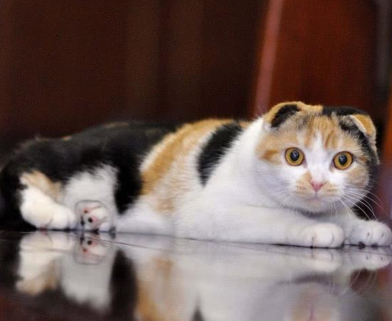 养猫会导致人精神异常？其实还是弓形虫作祟！如何预防弓形虫感染