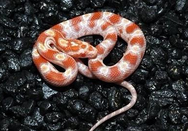 玉米蛇：养它，就要高端大气上档次